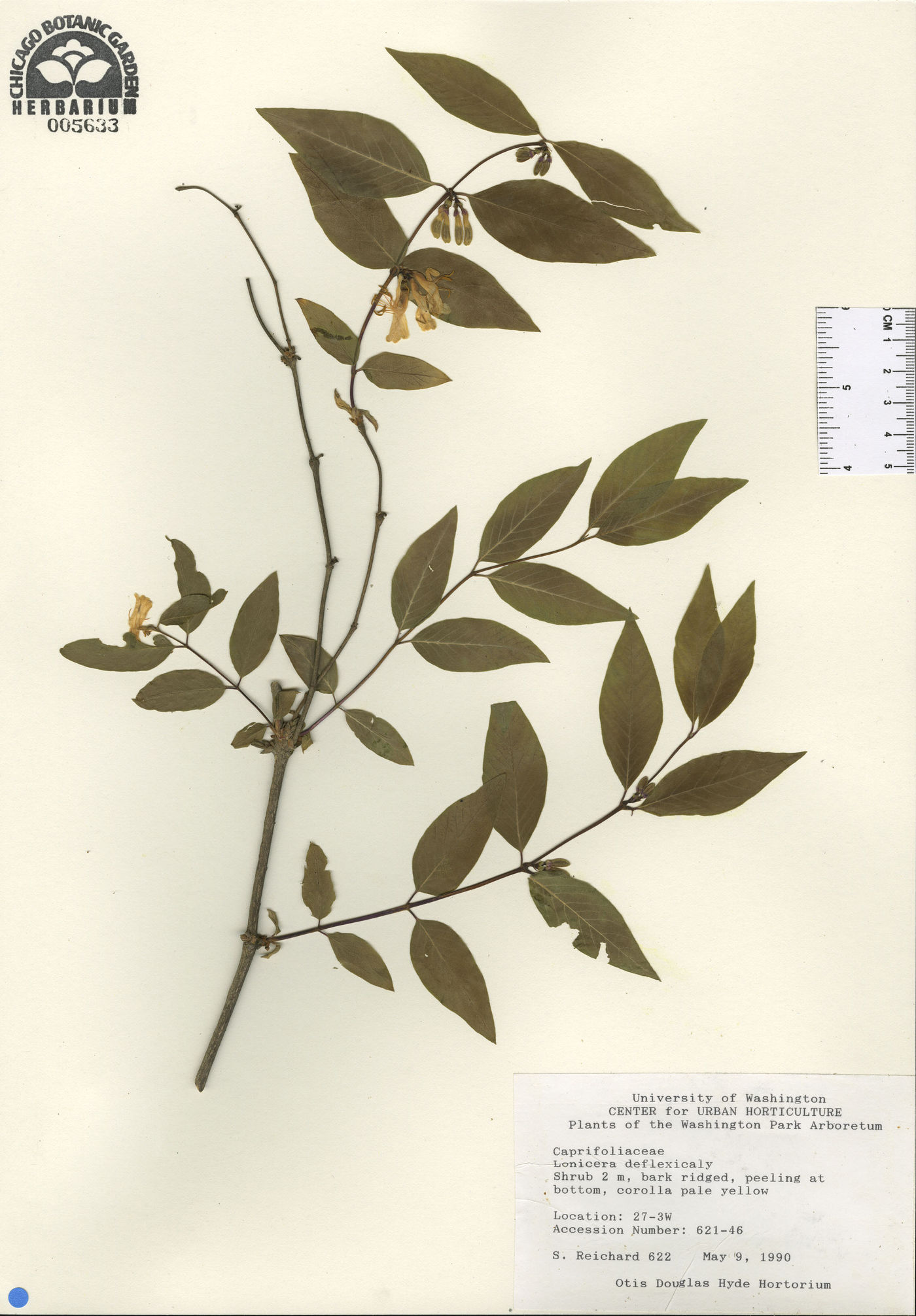 Lonicera trichosantha image