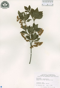 Enkianthus campanulatus image