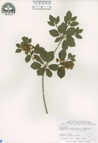 Enkianthus campanulatus image