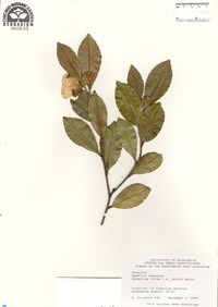 Camellia sasanqua image