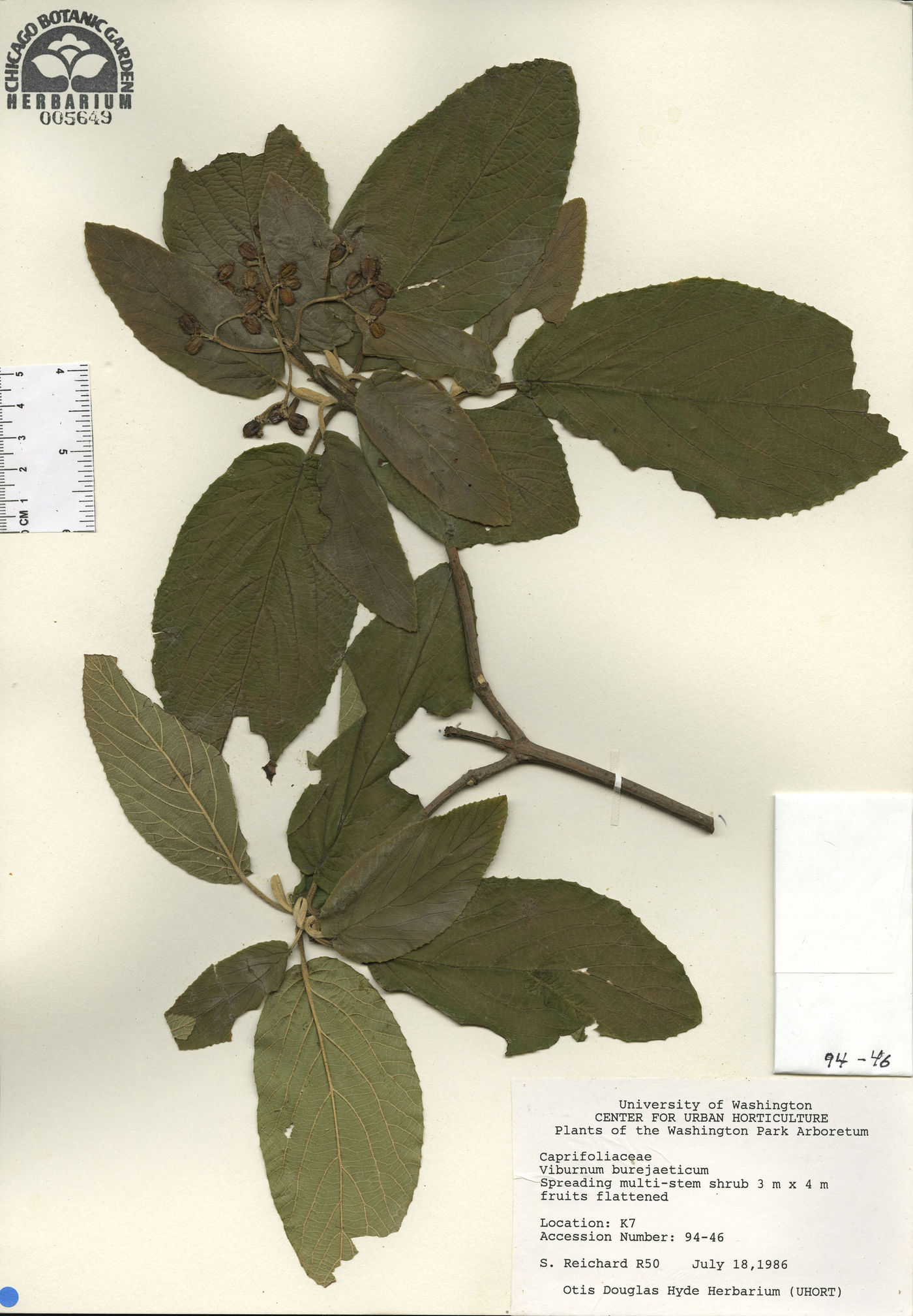 Viburnum burejaeticum image