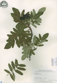 Sorbus hybrida image