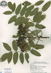 Sorbus decora image