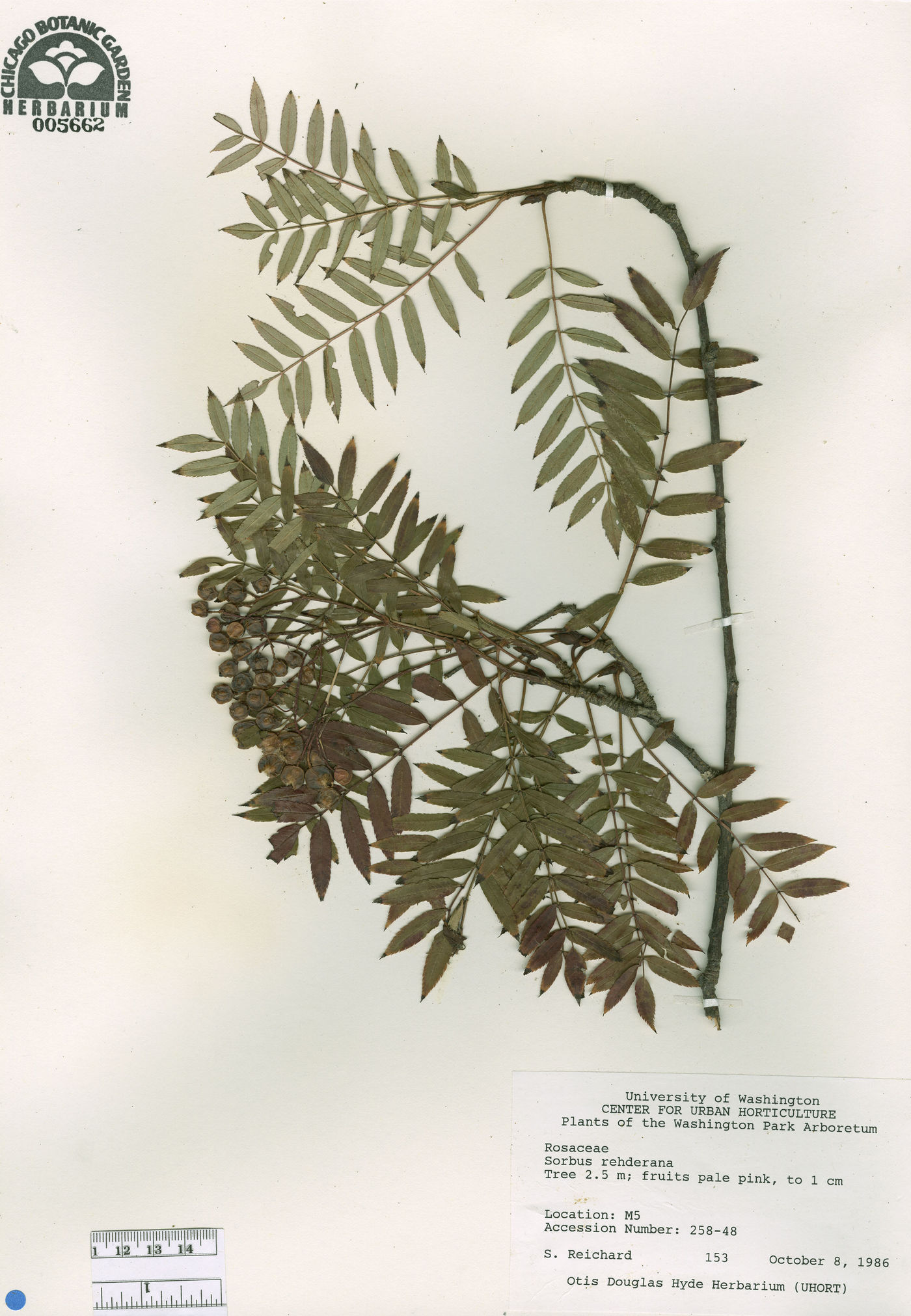 Sorbus rehderiana image