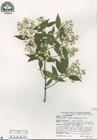 Deutzia schneideriana image