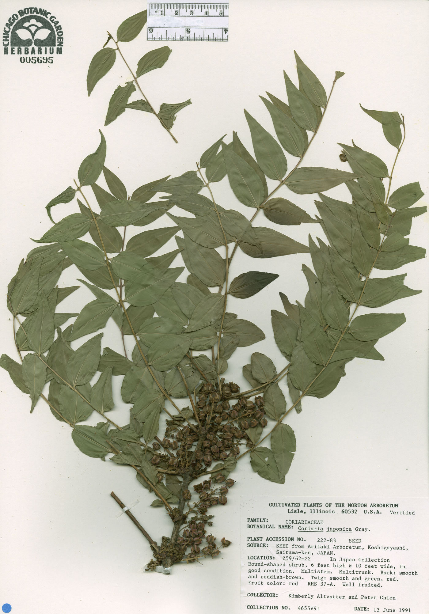 Coriaria japonica image