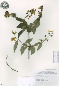 Philadelphus purpurascens image