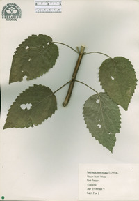 Agastache nepetoides image