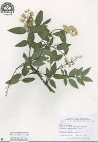 Deutzia crenata image