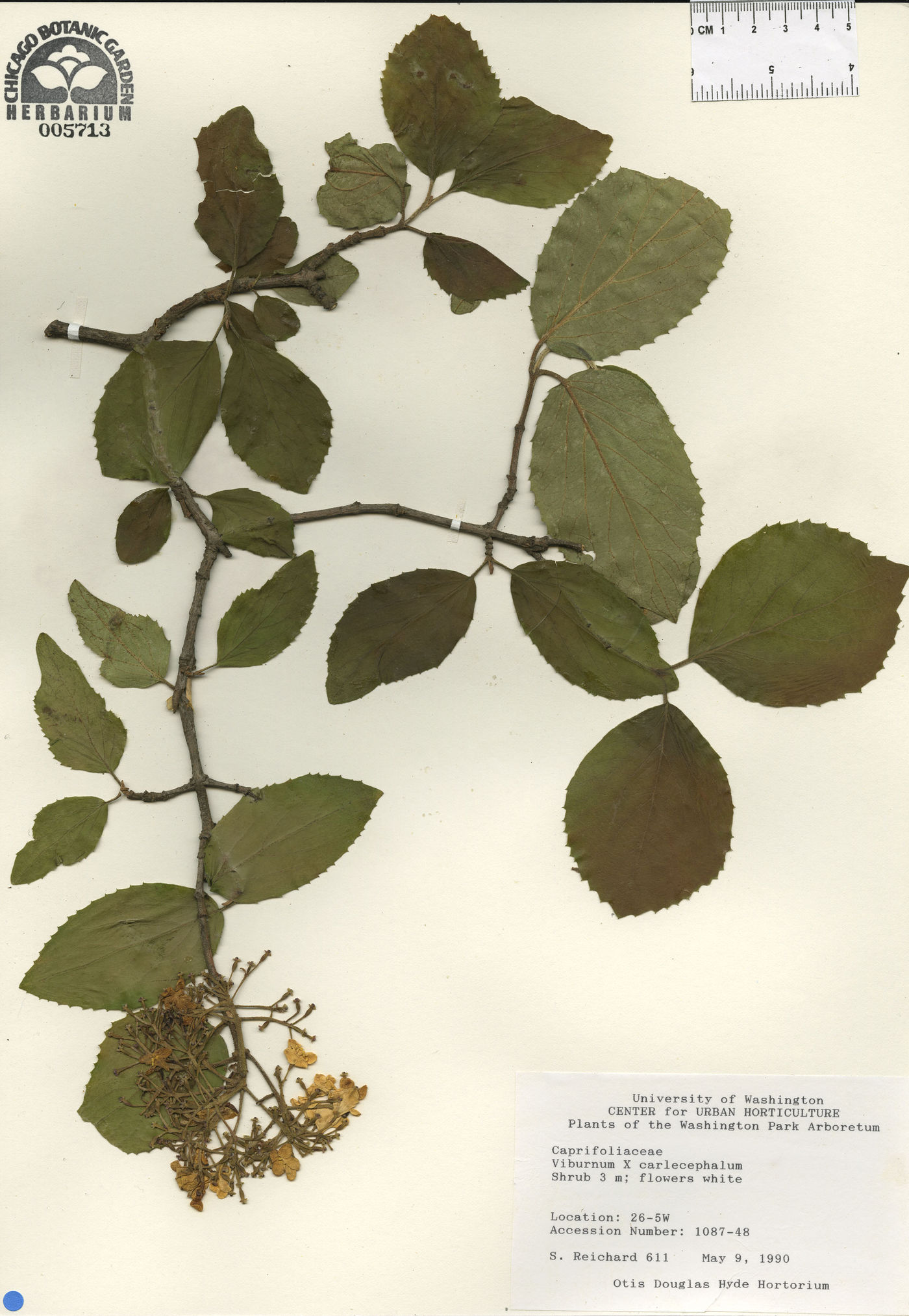 Viburnum carlcephalum image