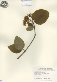 Viburnum cotinifolium image