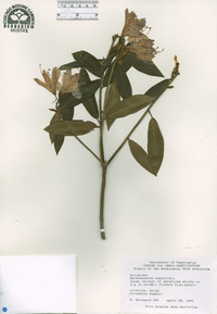 Rhododendron augustinii image