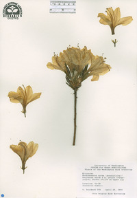 Image of Rhododendron aureum