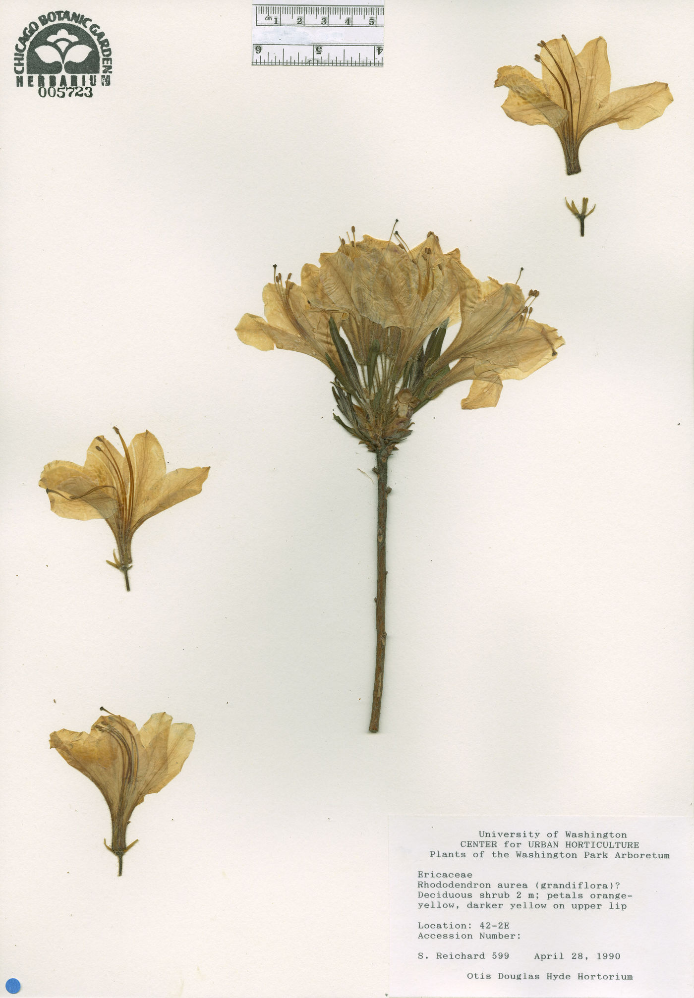 Rhododendron aureum image