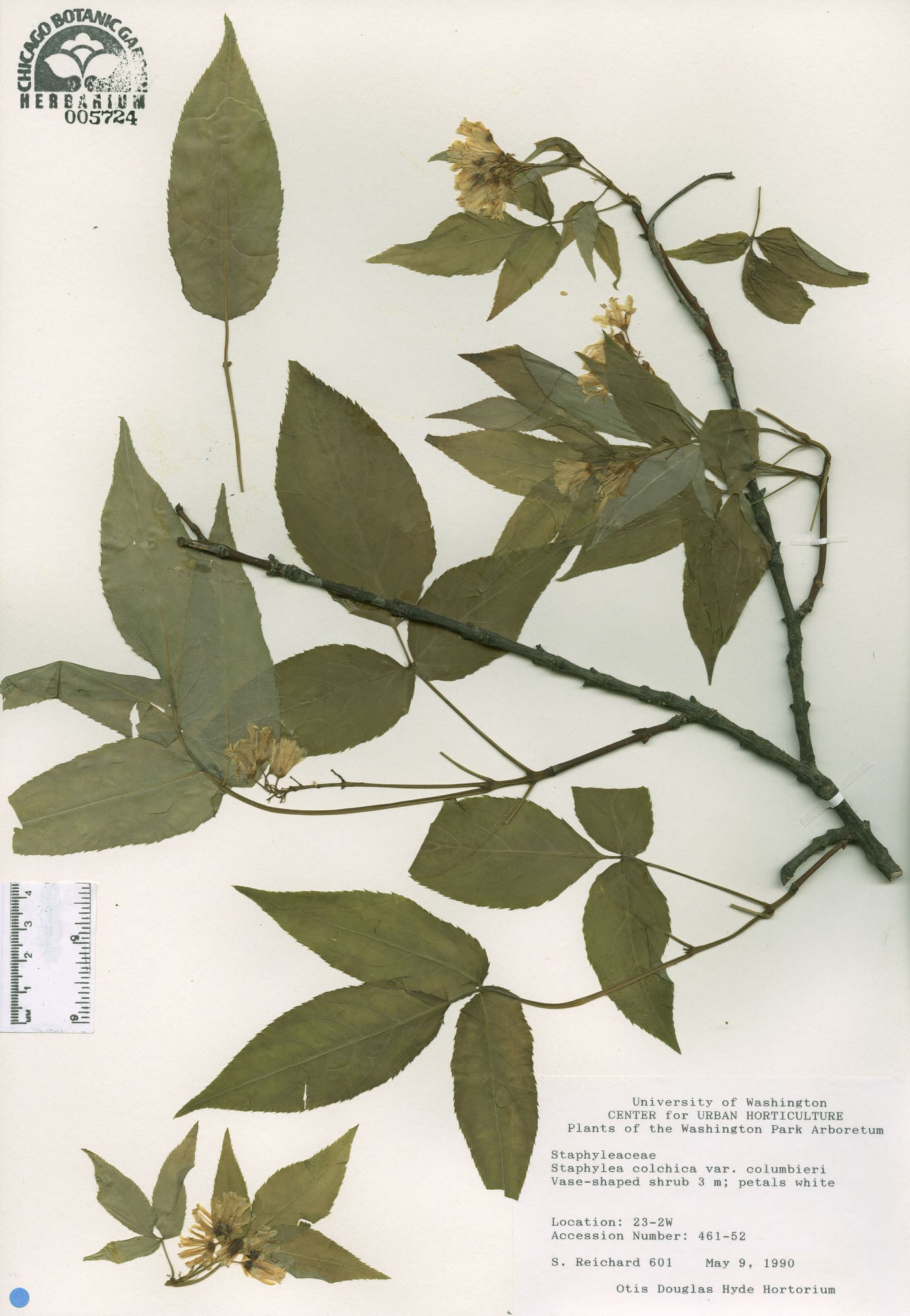 Staphylea colchica image