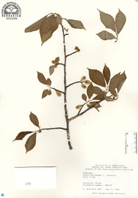 Ulmus davidiana image