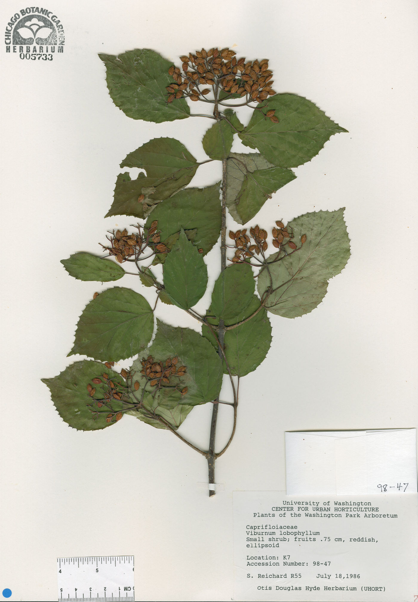 Viburnum betulifolium image