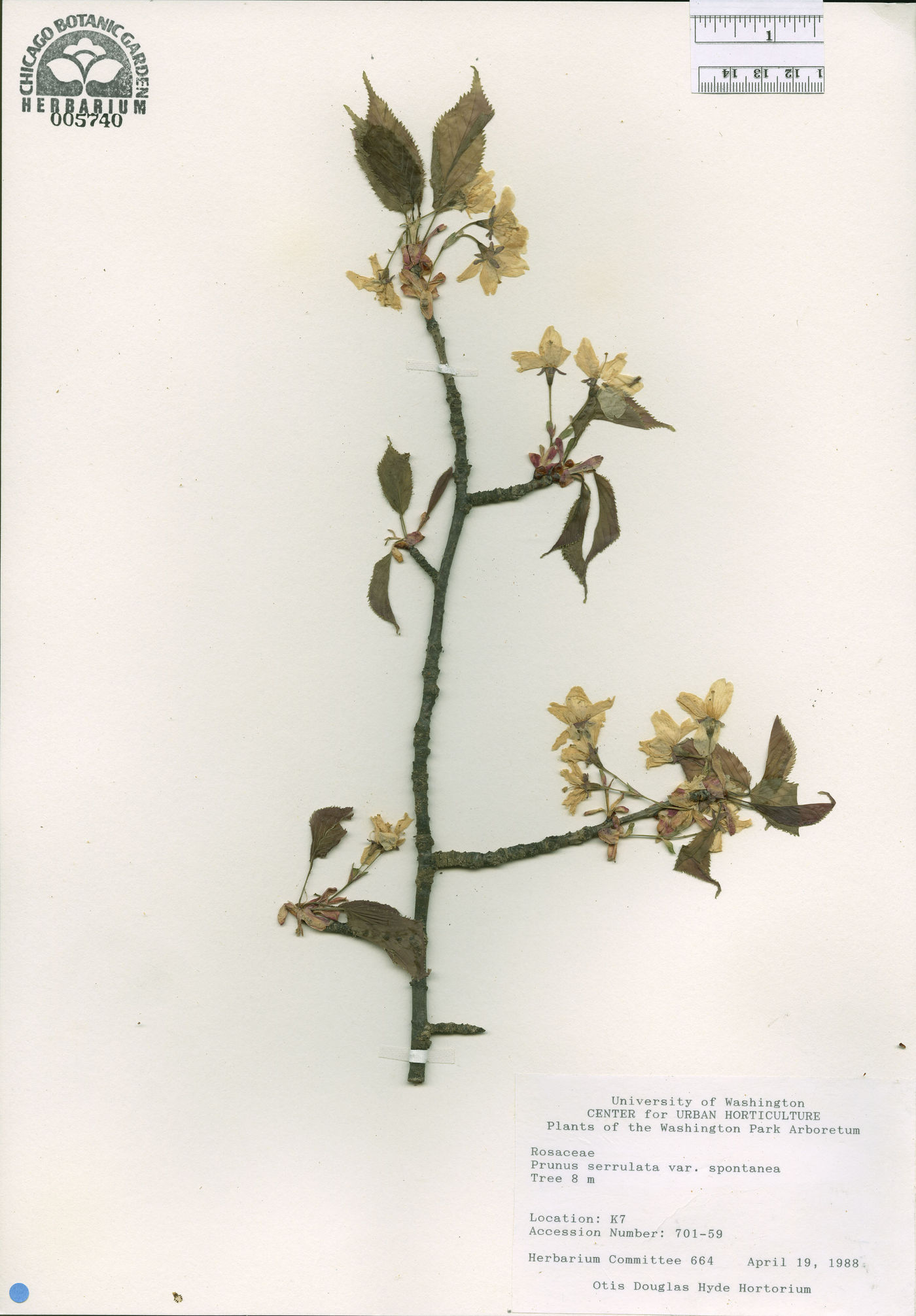 Cerasus jamasakura var. jamasakura image