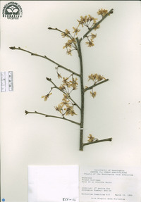 Image of Prunus hirtipes