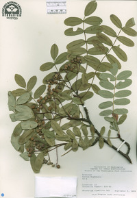 Sorbus hupehensis image