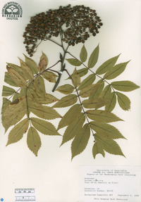 Sorbus commixta image