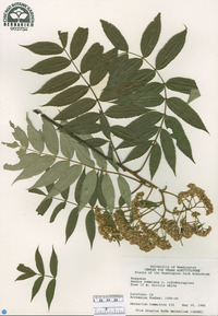 Sorbus commixta image