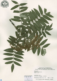 Sorbus scalaris image