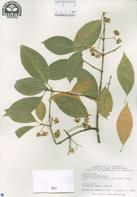 Euonymus sieboldianus image