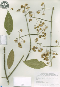 Euonymus sieboldianus image