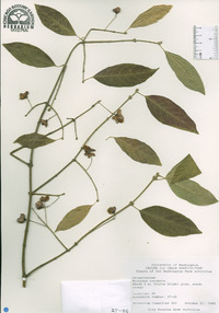 Euonymus europaea image