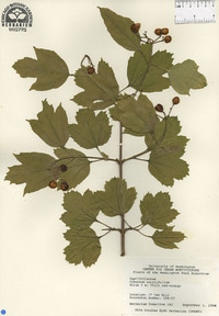 Image of Viburnum corylifolium