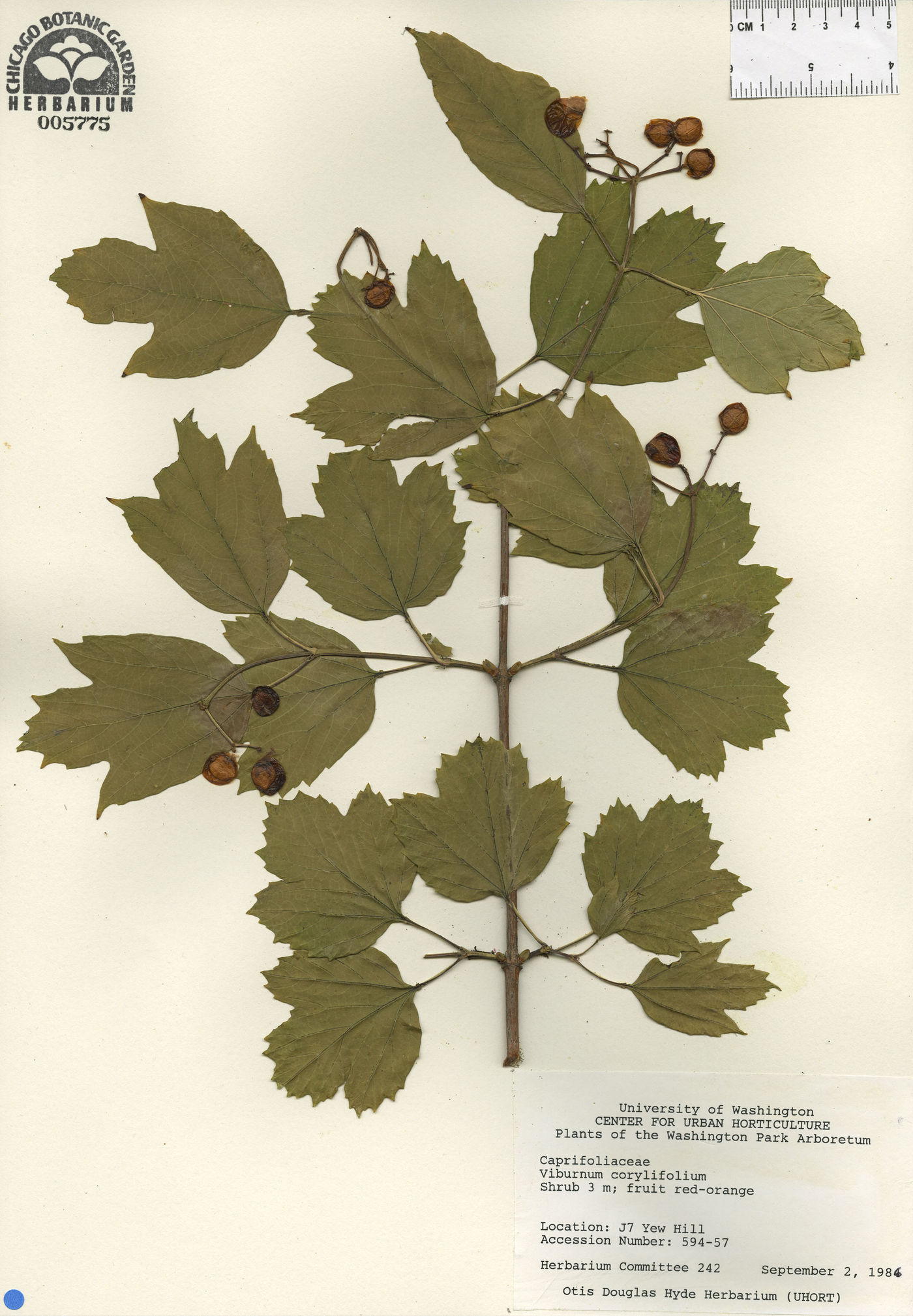 Viburnum corylifolium image