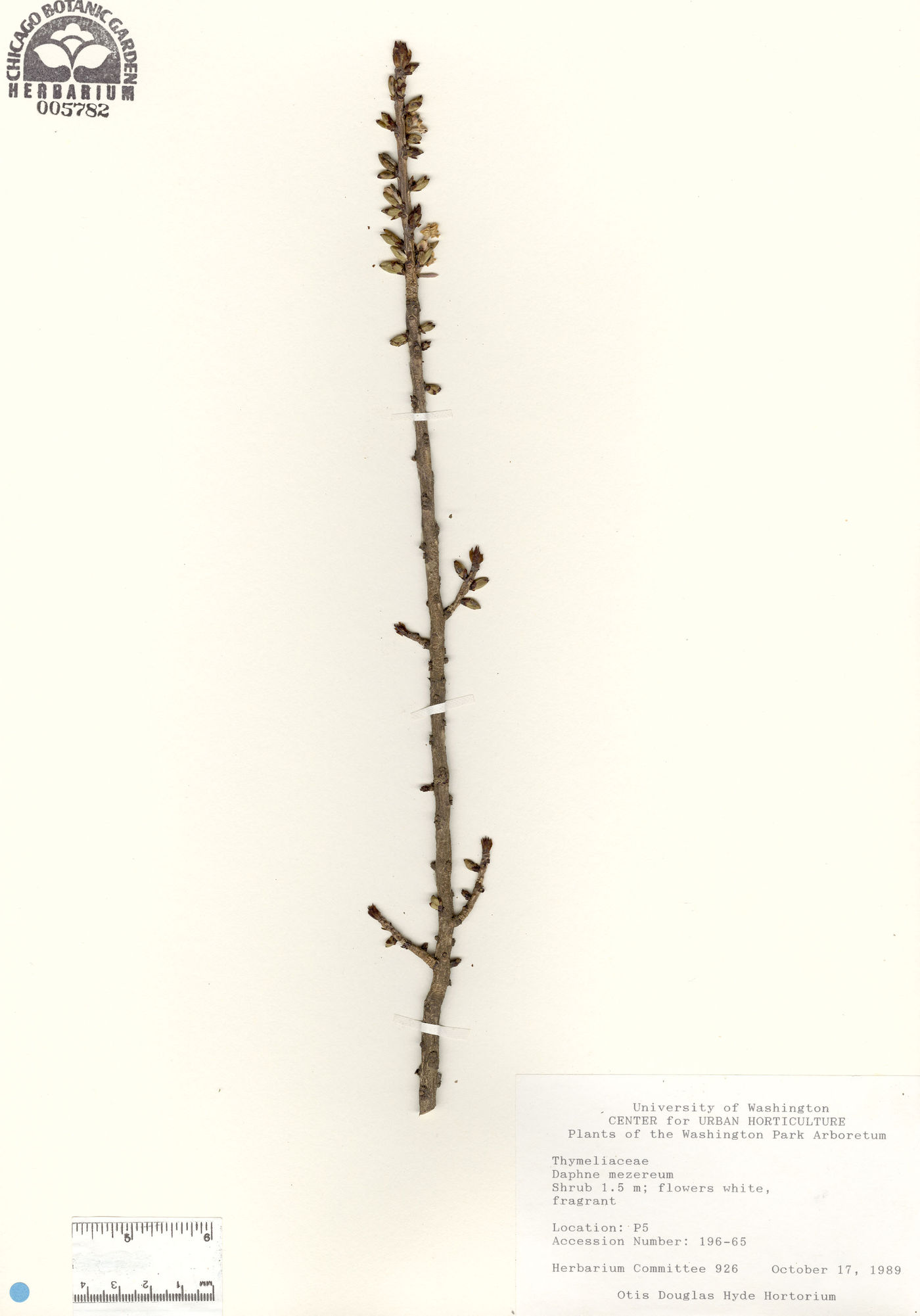 Daphne mezereum image