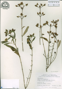 Hypericum frondosum image