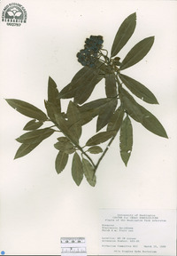 Photinia davidiana image