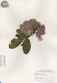 Rhododendron souliei image