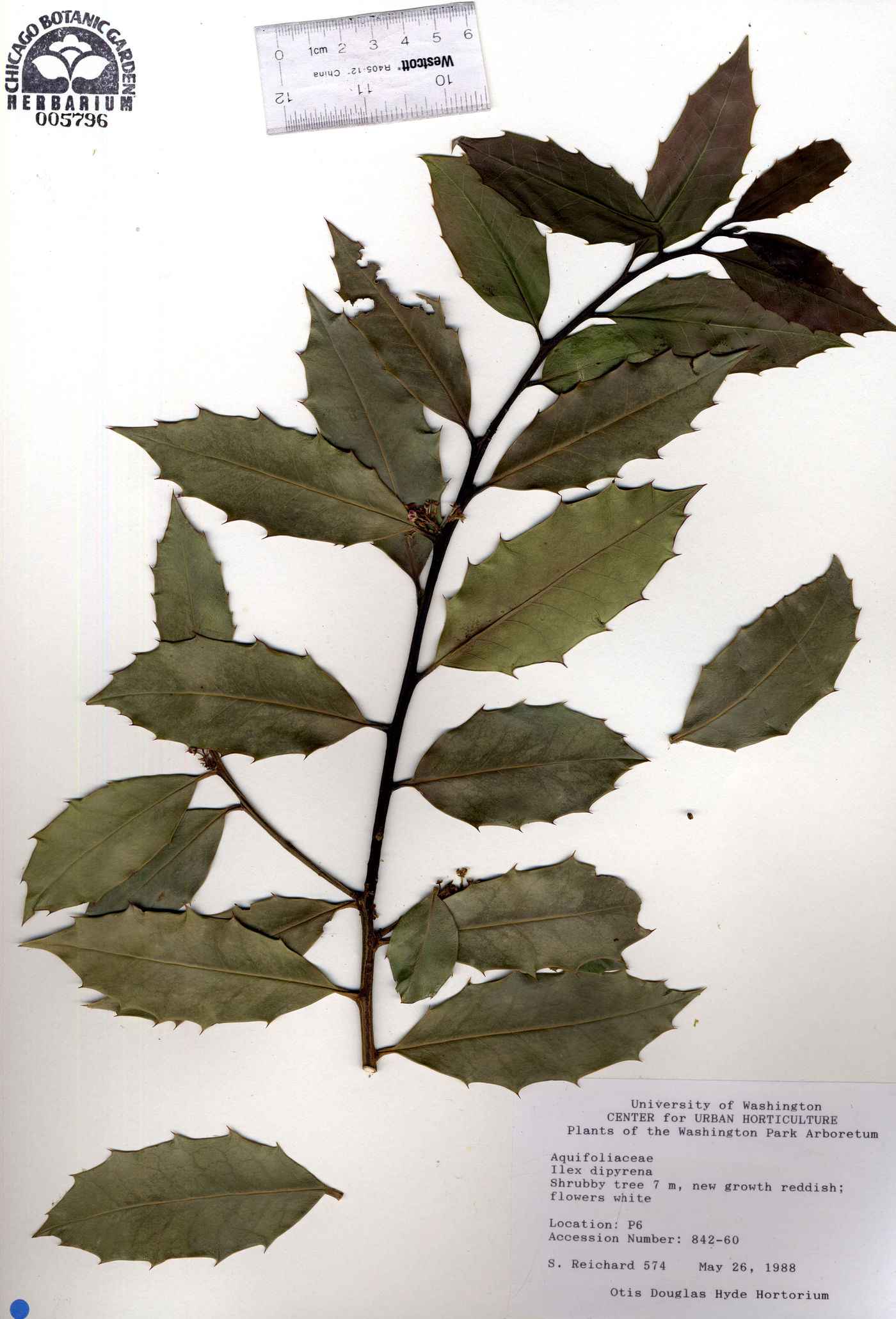 Ilex dipyrena image