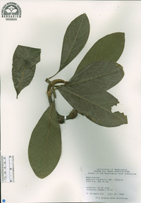 Magnolia sargentiana image