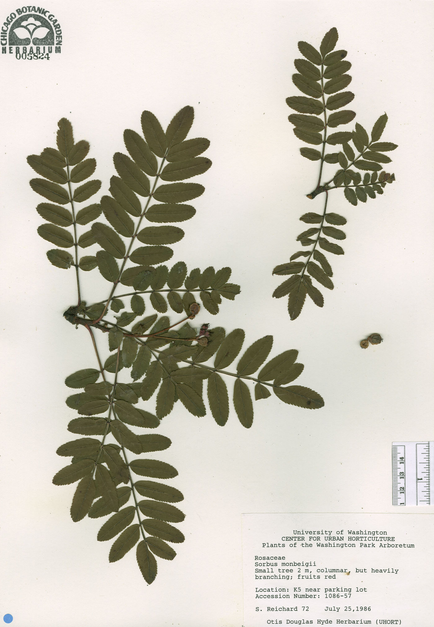 Sorbus monbeigii image