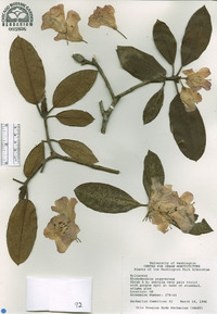 Image of Rhododendron praevernum