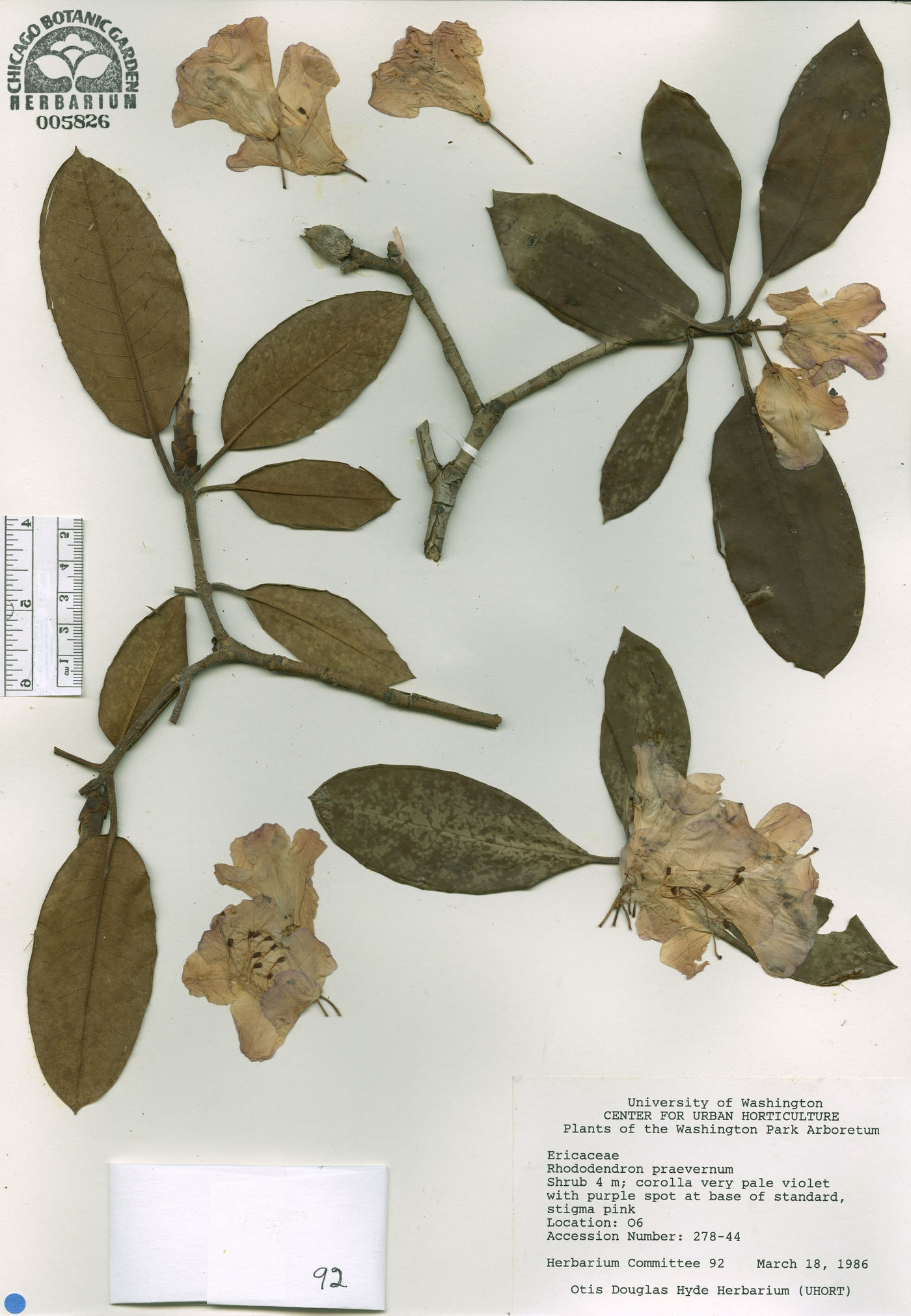 Rhododendron praevernum image