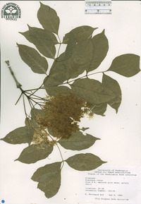 Fraxinus ornus image