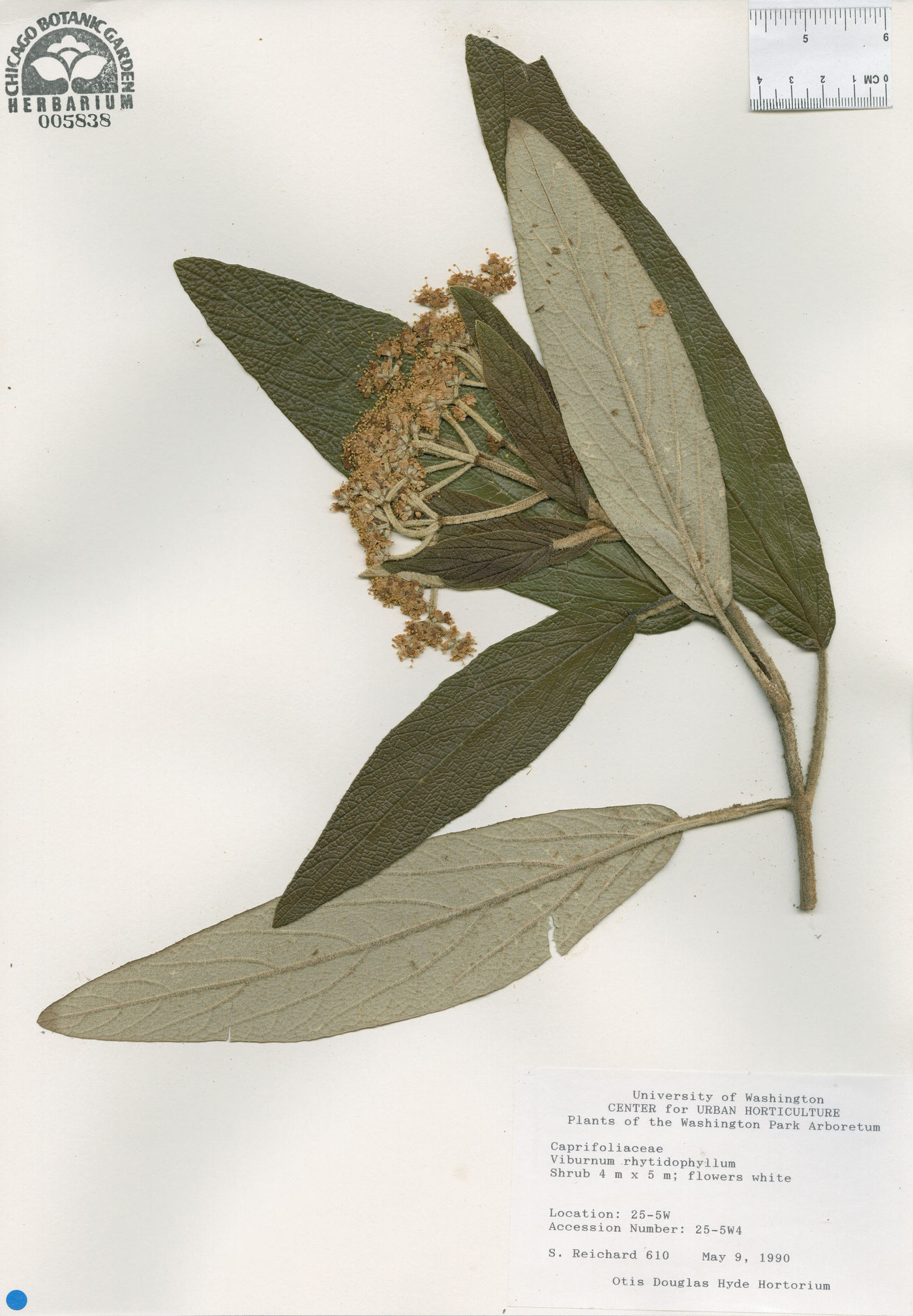 Viburnum rhytidophyllum image