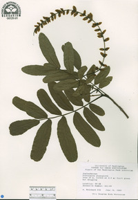 Pterocarya stenoptera image