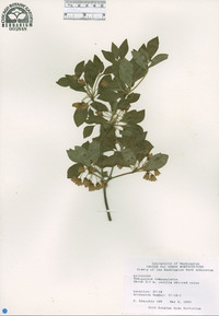 Enkianthus campanulatus image