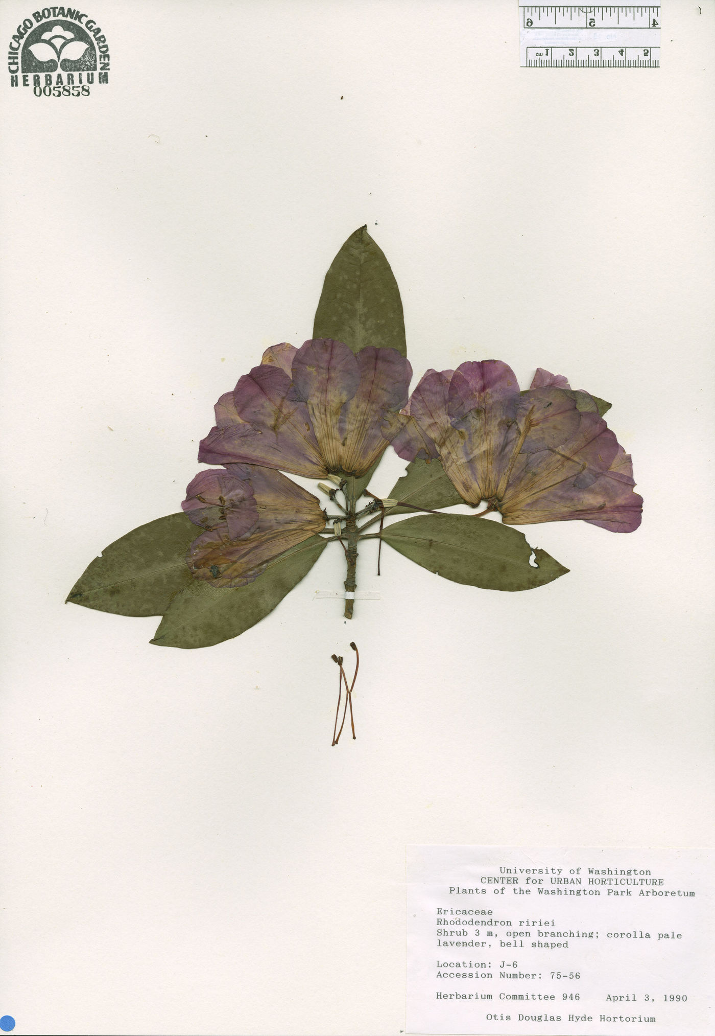 Rhododendron ririei image