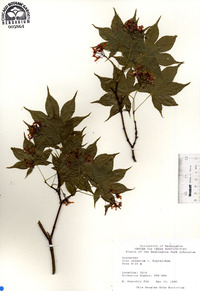 Acer palmatum subsp. amoenum image