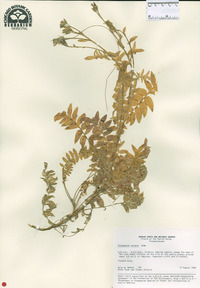 Polemonium boreale image