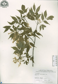 Fraxinus longicuspis image