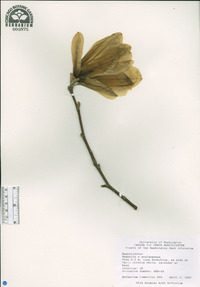 Magnolia x soulangiana image